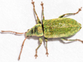 Phyllobius maculicornis